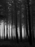 Dark Wood