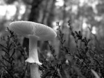 Mushroom