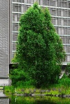 Urban Oasis