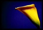 Coloured Calla
