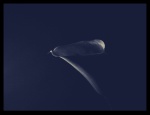 Shy Calla